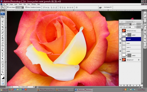 Creation of Hawiian Rose: Step 2